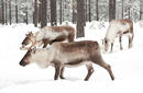 Reindeers