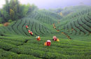 Ba Gua Tea Garden