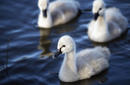 Black Swan Cygnets, Tamar Valley