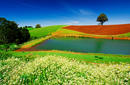 Exquisite colours