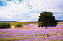 Lavender Fields