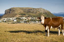 A Cow and The Nut