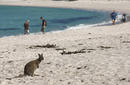 Bennett's Wallaby, Wineglass Bay