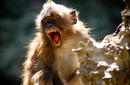 Macaque, Phong Nha | by Flight Centre's Stephen Bullock