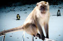 Monkey, Phi Phi | by Flight Centre's Stephen Bullock