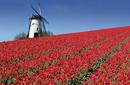 Windmill Amidst A Tulip Field