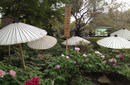 Ueno Park | by Flight Centre&#039;s Emily Pearce