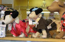 Cute Dog Costumes, Asakusa | by Flight Centre&#039;s Katrina Imbruglia