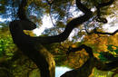 Shinjuku Gyoen National Garden | by Flight Centre&#039;s Tiffany Apatu