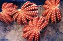 Octopi, Tsukiji Fish Markets | by Flight Centre&#039;s Katrina Imbruglia