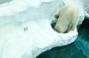 Polar Bear, Ueno Zoo | by Flight Centre&#039;s Tiffany Apatu