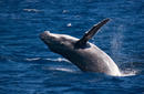 Humpback Whale Calf Breaches, off Vava'u