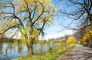Willow Trees, High Park