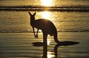 Kangaroo by the Beach