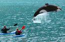 Killer Whale