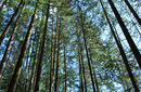 Lynn Canyon Park | by Flight Centre's Susanne English