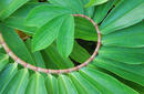 Palm Leaf | by Flight Centre's Kristin Bonner