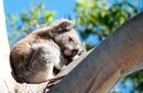 Koala Sleeping In A Tree | by Flight Centre's Ken Ng