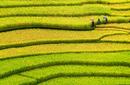 Rice Terraces, Yen Bai