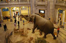 The Museum of Natural History | by Flight Centre's Nafisa Sabu
