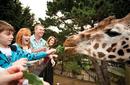 Feeding Giraffes, Wellington Zoo | by Positively Wellington Tourism WellingtonNZ.com