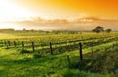 Vineyard, Yarra Valley