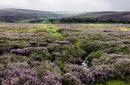 North York Moors